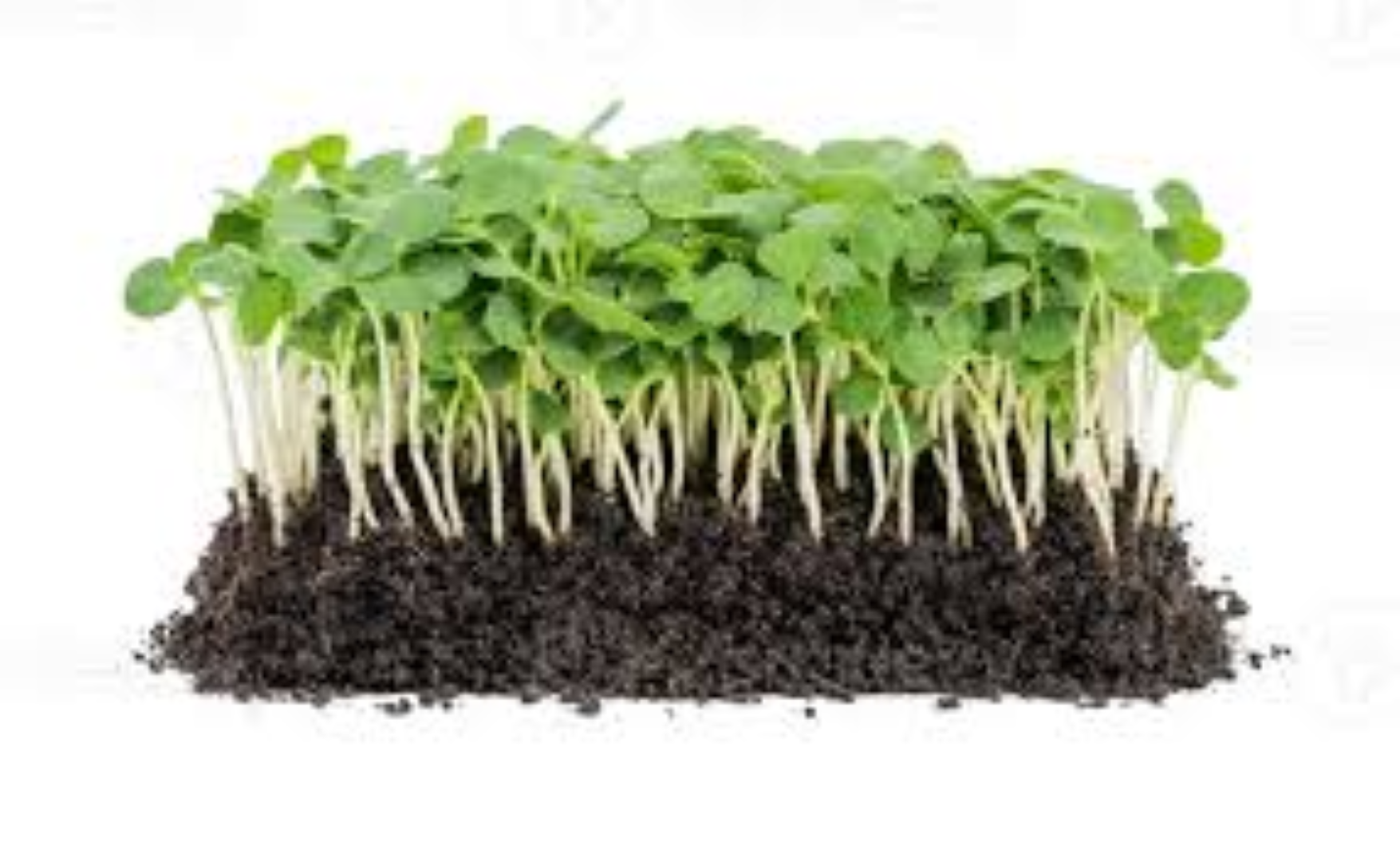 GARNISH GARDEN MICROGREENS RADISH 30G	